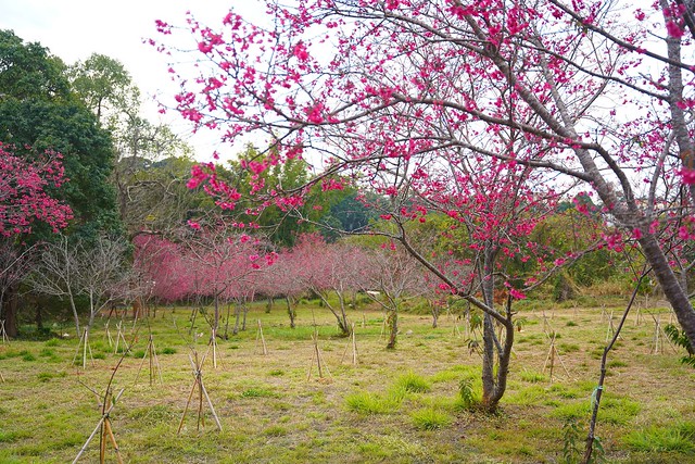 鳥銃頭櫻花公園