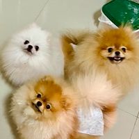 Cheeze Pomeranian