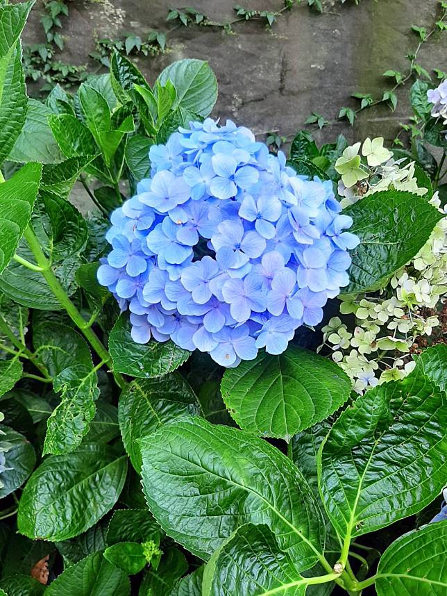 繼3月海芋季，竹子湖繡球花季將於5 月登場。（圖片提供／Linda Wang）