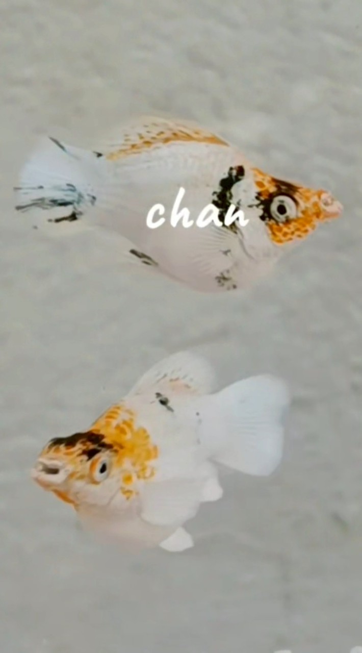 ปลาบอลลูนแหลมฉบัง