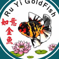 如意金魚
