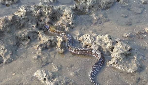 世界獨一無二藻礁生態系 大潭藻礁涵養129種動物 新頭殼 Line Today