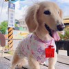 泰福的寵物手作小天地