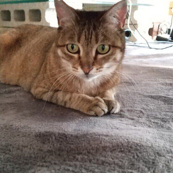 猫好きなら知っていて当たり前!?約９割の猫好きが知っていると回答の 