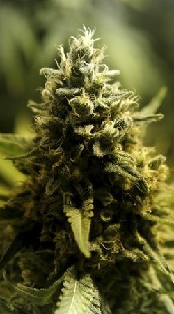 FOUR TWO ZERO🍁💚 OpenChat