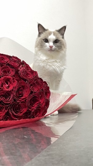 猫里親募集