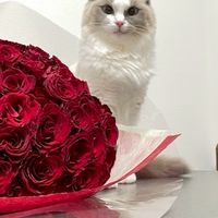 猫里親募集