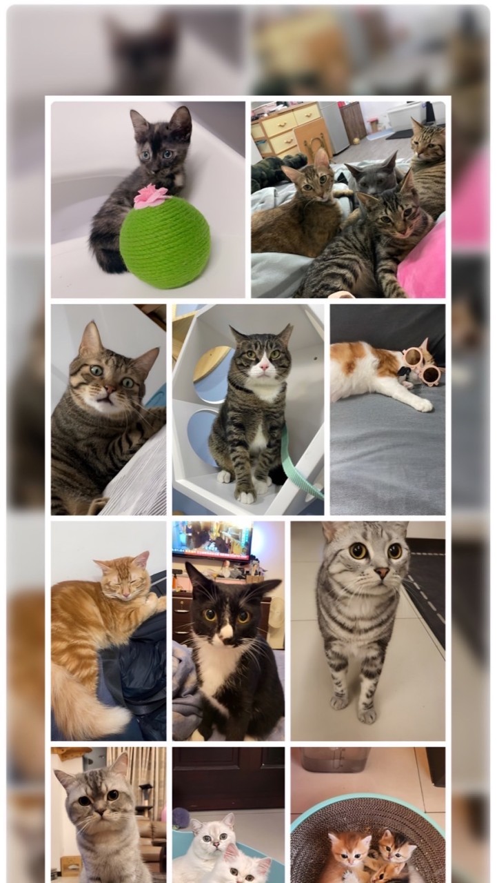 喵嗚🐱談貓說笑❤️聊貓咪趣事💦
