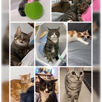 喵嗚🐱談貓說笑❤️聊貓咪趣事💦