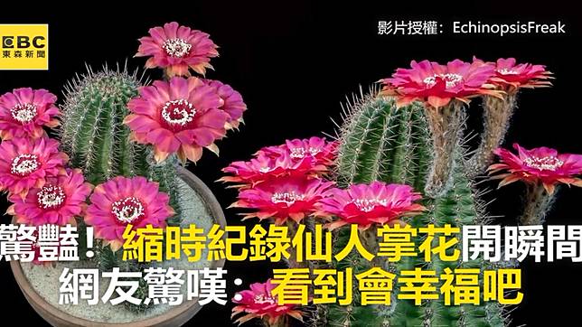 驚豔 縮時紀錄仙人掌花開瞬間網友驚嘆 看到會幸福吧 Ebc 東森新聞 Line Today