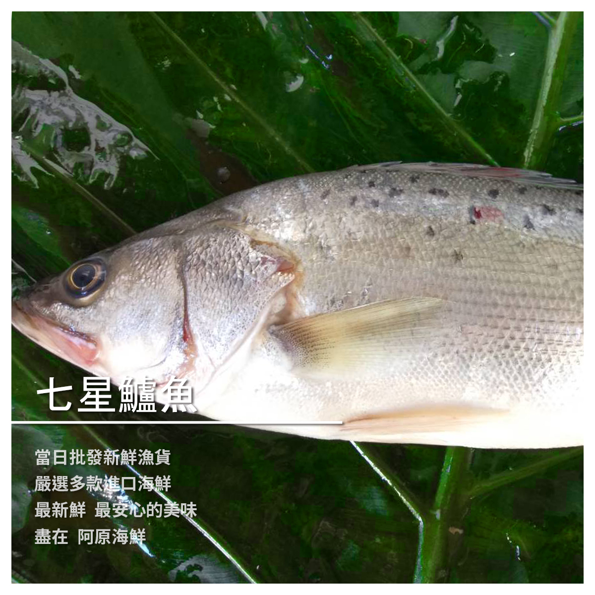七星鱸魚／尾 當日批發新鮮漁貨 嚴選多款進口海鮮 最新鮮 最安心的美味 盡在 阿原海鮮 ➤ 口感軟嫩 ➤ 高營養低脂肪 --- 七星鱸魚 一尾（未處理前）500~540g 料理方式多以鱸魚湯為主 但其