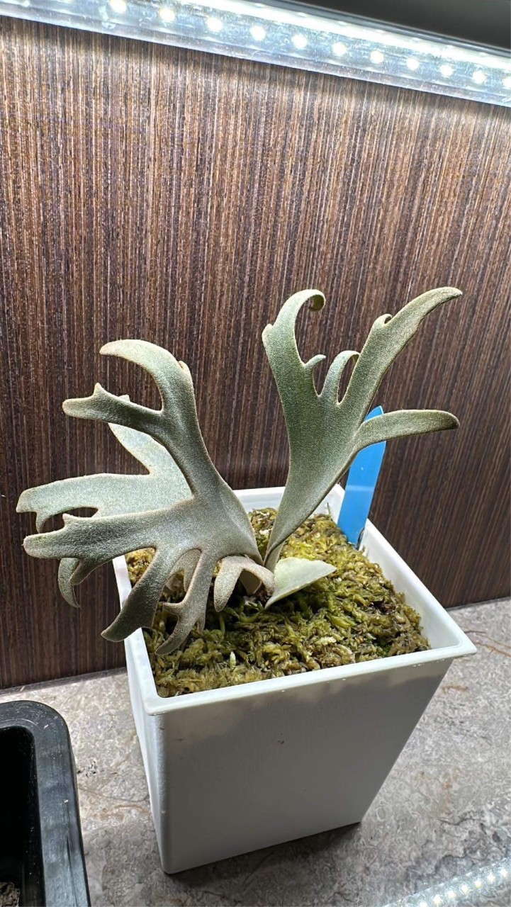 桃園鹿角幫