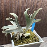 桃園鹿角幫