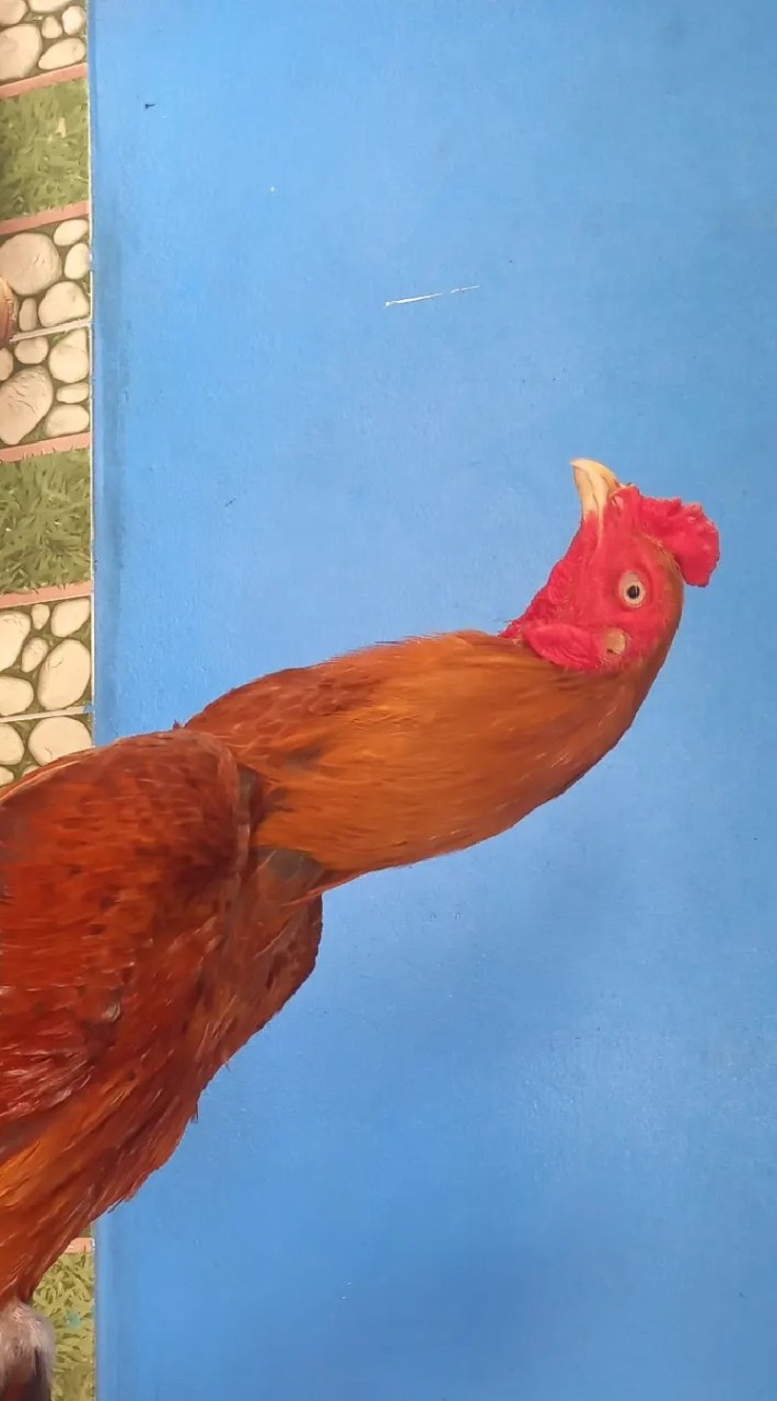ไก่ชนฟาร์ม ระยอง
