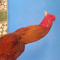 ไก่ชนฟาร์ม ระยอง