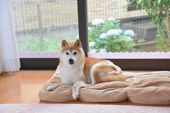 柴犬かぼすちゃん トイレのちょい漏れ対策とは いぬのきもちnews