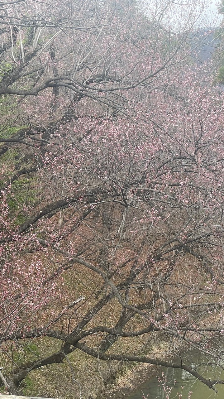 (全国) 応援練習 応援歌指導 校歌指導 を問題視する有志の会