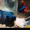 ベタ  熱帯魚  アクアリウム betta