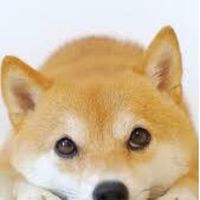 最愛柴柴
