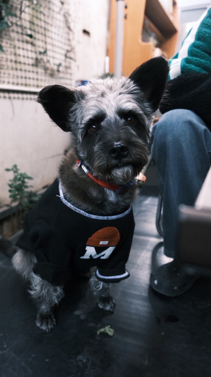 兩隻小狗熊（春節期間 春節週邊用品）