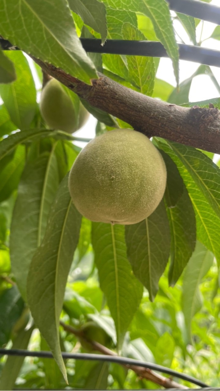 牧森Musen 蔬果🍏🍑🍐🥬