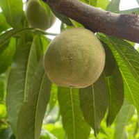 牧森Musen 蔬果🍏🍑🍐🥬