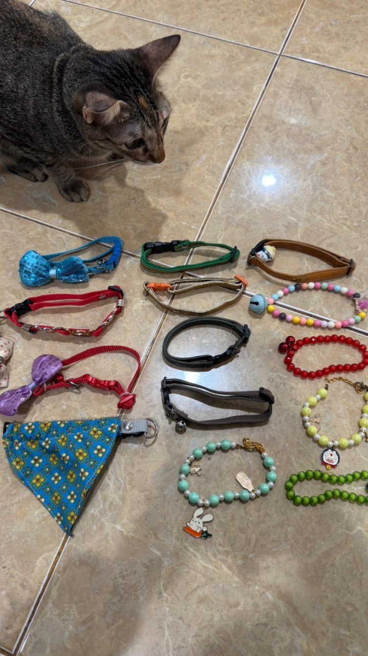 ของมือสองน้องแมวบ้านพอตเตอร์