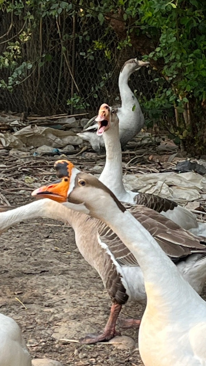 鵝沒頸