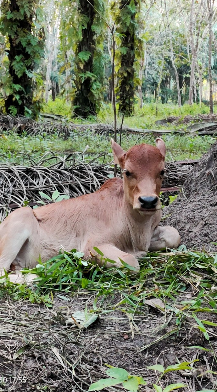 ดำ หมาวัด.V1