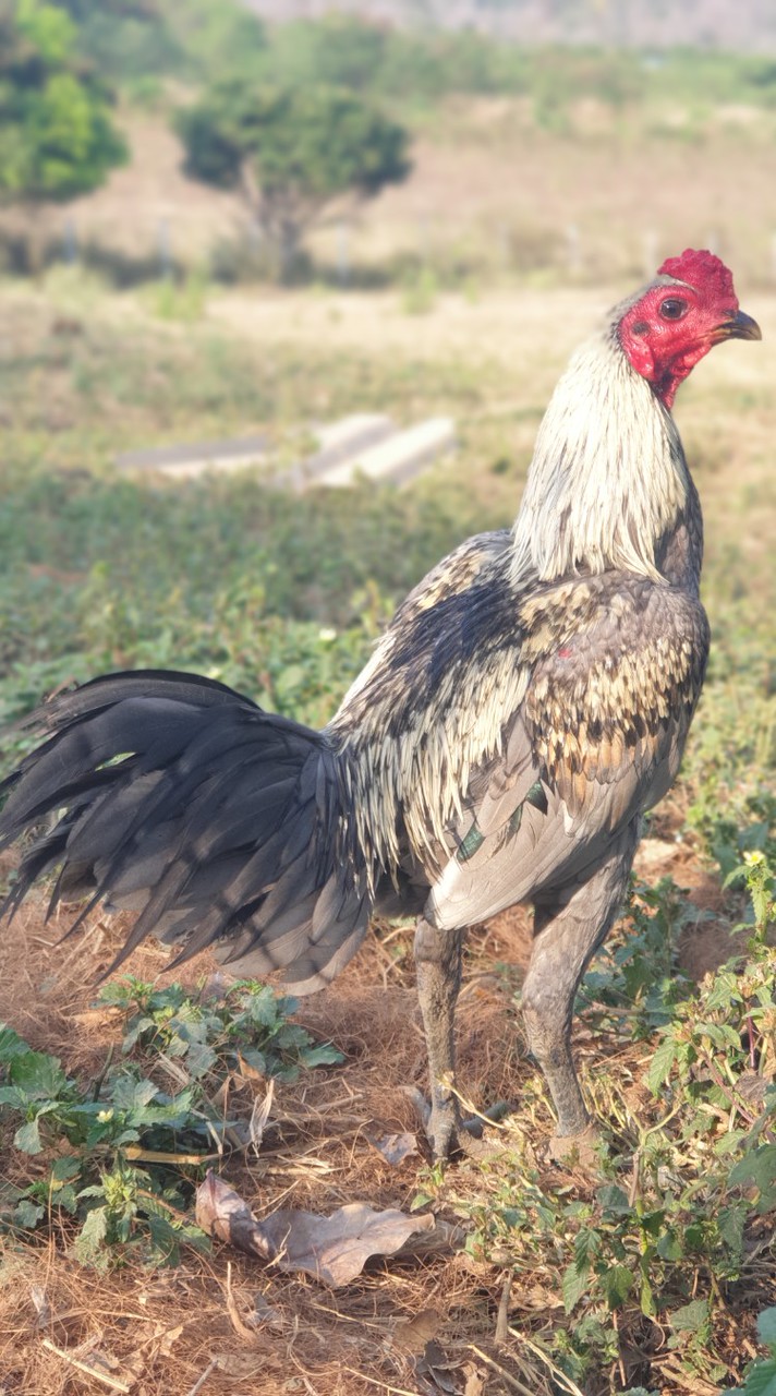 ก.กวีชัยฟาร์ม