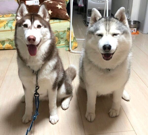 換毛期の愛犬の 抜け毛アート で分身ができた