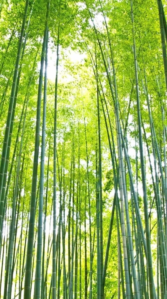 竹のwa🎋犬山 net