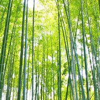 竹のwa🎋犬山 net