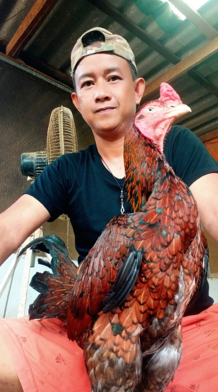 แหล่งพัฒนาไก่ชนพม่า สายเลือดจักริน+ส.รวมชัย
