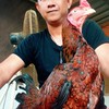 แหล่งพัฒนาไก่ชนพม่า สายเลือดจักริน+ส.รวมชัย