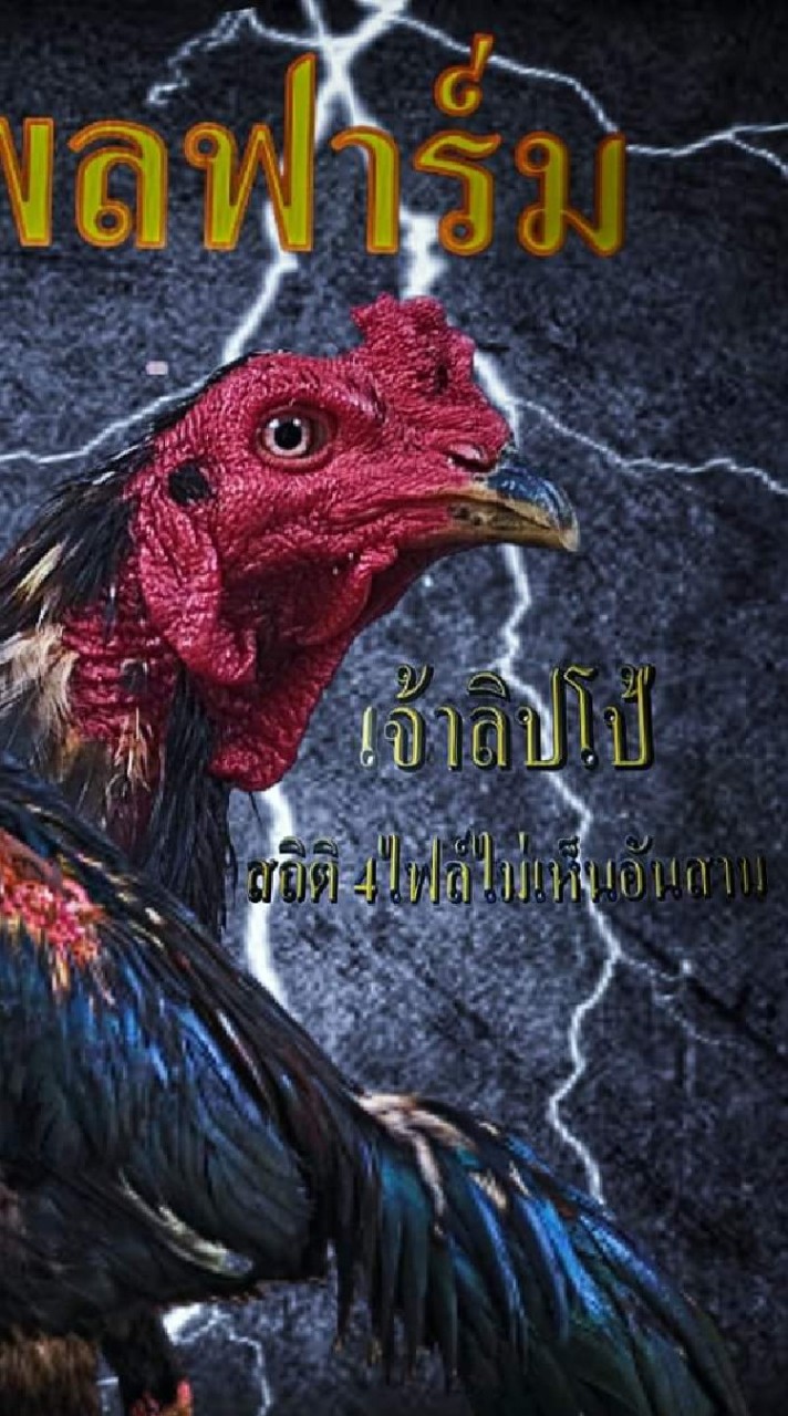 BBบุรพลฟาร์ม ป่าก๋อยตีหลัง