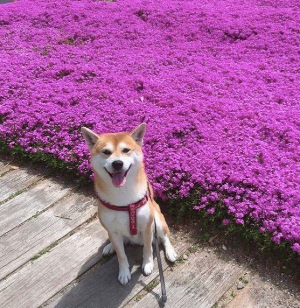 かまってほしい柴犬 アピールの仕方が可愛すぎた