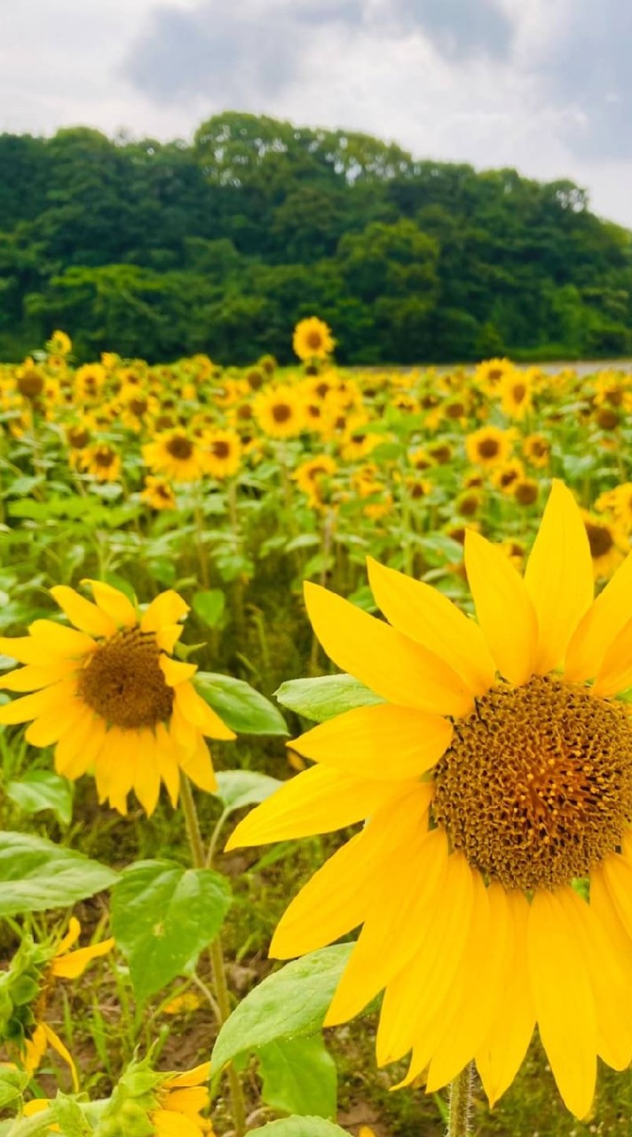 💞40代50代💞陽だまり🌟スロー雑談♬リアル優先🍀のオープンチャット