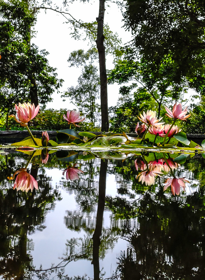 ASUS ZenFone6 使用一年的心得：拍攝倒影的最佳利器 (圖多)