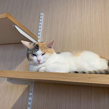 写真 Cat Cafe Obc キャット カフェ オービーシー 住吉 博多駅 テーマカフェ By Line Place