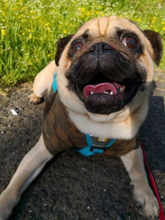 愛犬は大丈夫 病気のサイン 危険なオシッコの色とは