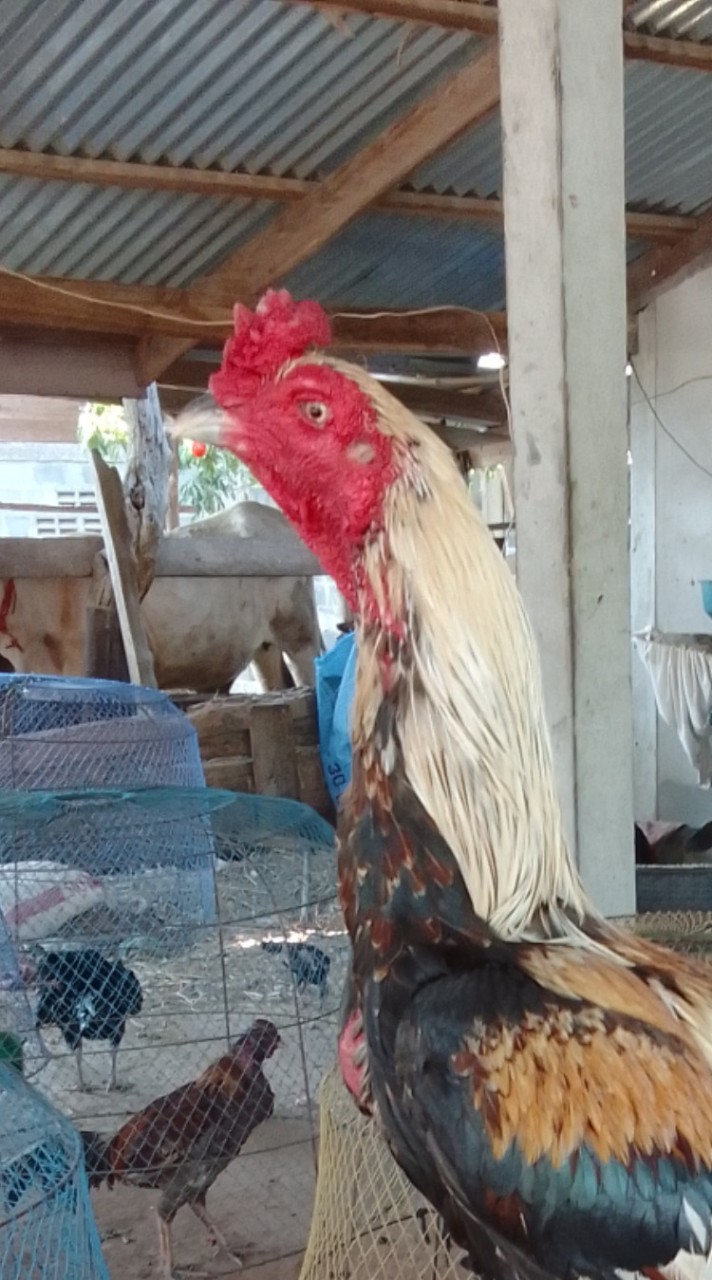 ส.ห้วยยาง🐓🐓
