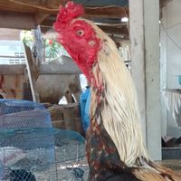ส.ห้วยยาง🐓🐓