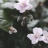 狂熱非洲菫 v2.0