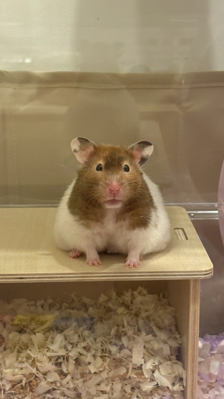 倉鼠分享討論群🐹🐹