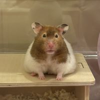 倉鼠分享討論群🐹🐹