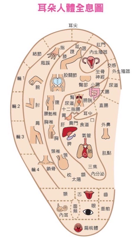 耳穴/健康養身