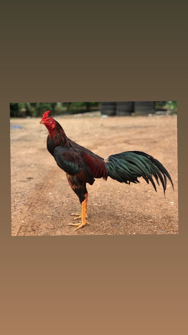 ไก่ชน ที่จริงใจ
