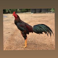 ไก่ชน ที่จริงใจ
