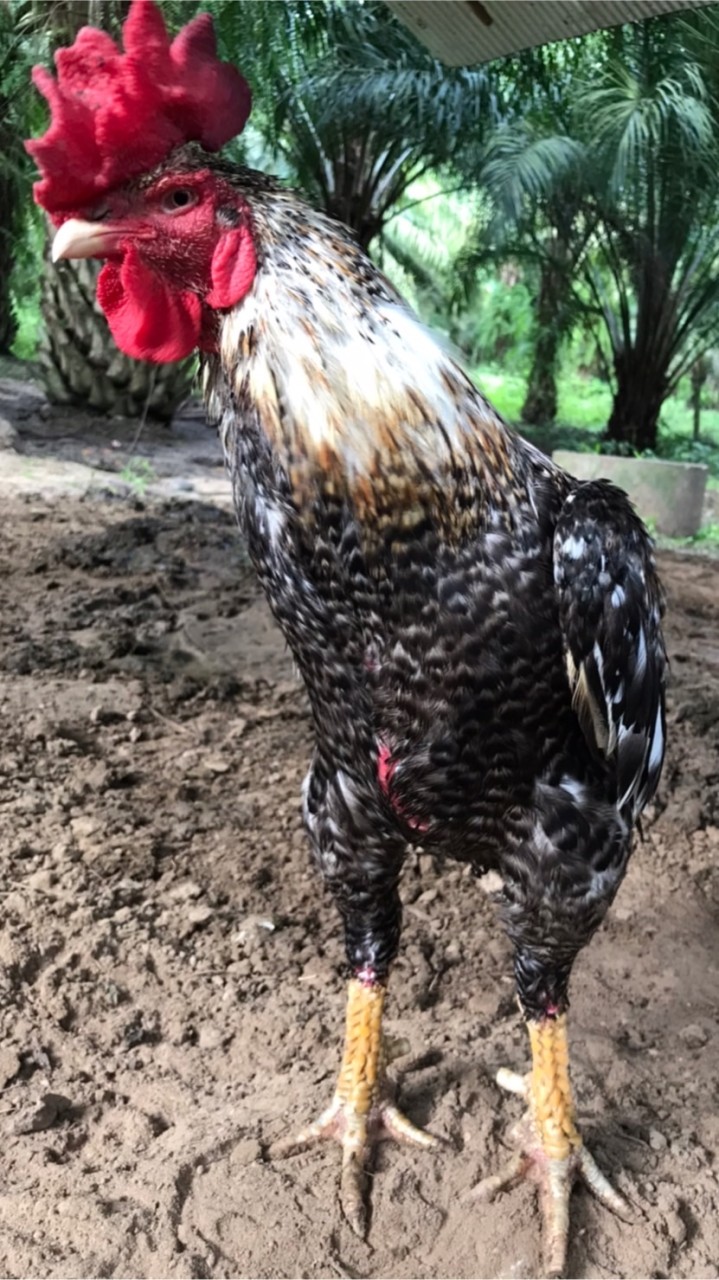 ไก่ชน🐓 บ้านเเผ่นดินเสมอ กระบี่🙏🏻